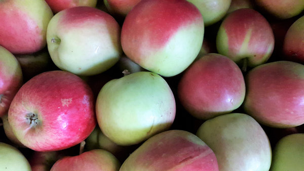 Äpfel Discovery Neue Ernte 2 kg Beutel Deutschland