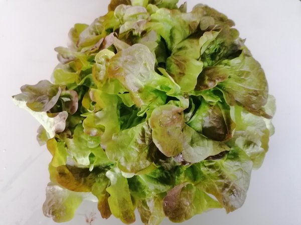 Eichblattsalat 1 Stück Frankreich